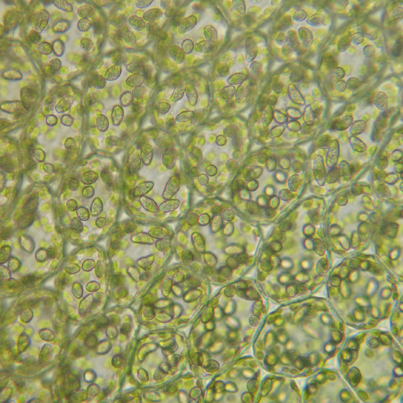 Liochlaena lanceolata